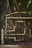 Captivating photos show trees growing in the middle of busy Hong Kong, Hong Kong, June 2014
