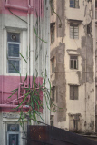 Captivating photos show trees growing in the middle of busy Hong Kong, Hong Kong, June 2014