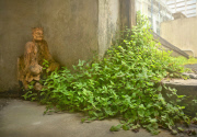 Captivating photos show trees growing in the middle of busy Hong Kong, Hong Kong, June 2014