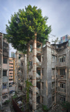 Captivating photos show trees growing in the middle of busy Hong Kong, Hong Kong, June 2014
