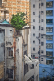Captivating photos show trees growing in the middle of busy Hong Kong, Hong Kong, June 2014