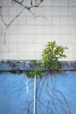 Captivating photos show trees growing in the middle of busy Hong Kong, Hong Kong, June 2014
