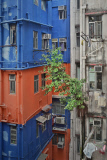 Captivating photos show trees growing in the middle of busy Hong Kong, Hong Kong, June 2014
