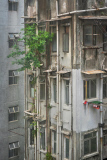 Captivating photos show trees growing in the middle of busy Hong Kong, Hong Kong, June 2014