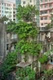 Captivating photos show trees growing in the middle of busy Hong Kong, Hong Kong, June 2014
