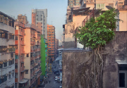 Captivating photos show trees growing in the middle of busy Hong Kong, Hong Kong, June 2014