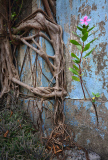 Captivating photos show trees growing in the middle of busy Hong Kong, Hong Kong, June 2014
