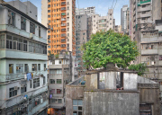 Captivating photos show trees growing in the middle of busy Hong Kong, Hong Kong, June 2014