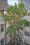 Captivating photos show trees growing in the middle of busy Hong Kong, Hong Kong, June 2014