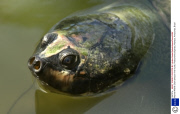 Marine Wildlife