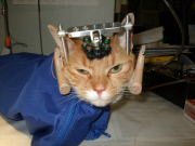 PETA reveals universities experiments on cats, UK, America, June 2014