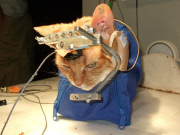 PETA reveals universities experiments on cats, UK, America, June 2014