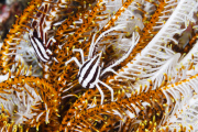 Camouflaged sea creatures, Lembeh Strait, Indonesia - May 2014