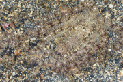 Camouflaged sea creatures, Lembeh Strait, Indonesia - May 2014