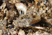 Camouflaged sea creatures, Lembeh Strait, Indonesia - May 2014