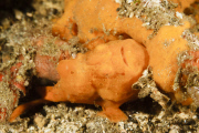 Camouflaged sea creatures, Lembeh Strait, Indonesia - May 2014