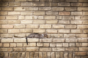 Touching photos capture the bond between homeless people and their loyal pets, America, June 2014
