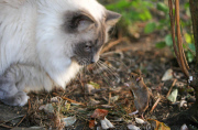 Bemused pet cat tries and fails to catch baby blackbird, Cambridge, Britain - 04 Jun 2014
