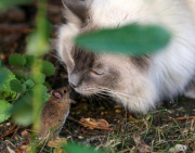 Bemused pet cat tries and fails to catch baby blackbird, Cambridge, Britain - 04 Jun 2014
