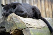 Ein Panther im Zoo von Olmütz