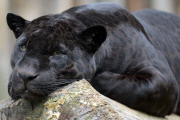 Ein Panther im Zoo von Olmütz