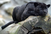 Ein Panther im Zoo von Olmütz