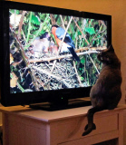 Springwatch fan Coco the cat, Southwold, Suffolk, Britain - 01 Jun 2014