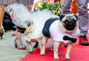Hundehochzeit