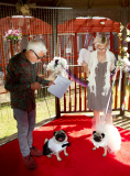 Hundehochzeit