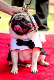 Hundehochzeit