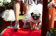 Hundehochzeit