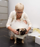 Hundehochzeit