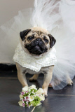 Hundehochzeit