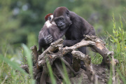 Young gorilla welcomes a red-capped mangabey to its enclosure, Dublin Zoo, Dublin, Ireland - 09 Jun 2014