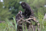 Young gorilla welcomes a red-capped mangabey to its enclosure, Dublin Zoo, Dublin, Ireland - 09 Jun 2014