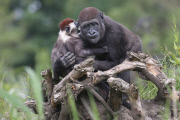 Young gorilla welcomes a red-capped mangabey to its enclosure, Dublin Zoo, Dublin, Ireland - 09 Jun 2014