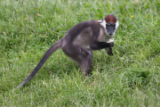 Young gorilla welcomes a red-capped mangabey to its enclosure, Dublin Zoo, Dublin, Ireland - 09 Jun 2014