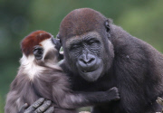 Young gorilla welcomes a red-capped mangabey to its enclosure, Dublin Zoo, Dublin, Ireland - 09 Jun 2014