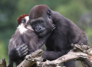 Young gorilla welcomes a red-capped mangabey to its enclosure, Dublin Zoo, Dublin, Ireland - 09 Jun 2014