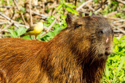 Bird perches on a capybara using it as a launchpad to catch insects, Pantanal, Pocone, Brazil - April 2014