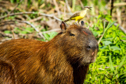 Bird perches on a capybara using it as a launchpad to catch insects, Pantanal, Pocone, Brazil - April 2014
