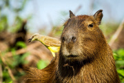 Bird perches on a capybara using it as a launchpad to catch insects, Pantanal, Pocone, Brazil - April 2014