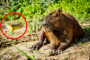 Bird perches on a capybara using it as a launchpad to catch insects, Pantanal, Pocone, Brazil - April 2014