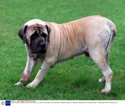 HENRY MASTIFF BREED DOG WHO WAS KEPT LOCKED IN A ROOM BY HIS PREVIOUS OWNERS UNABLE TO EXERCISE WEIGHING 15 STONE, BRITAIN - 1998