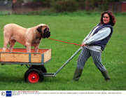 HENRY MASTIFF BREED DOG WHO WAS KEPT LOCKED IN A ROOM BY HIS PREVIOUS OWNERS UNABLE TO EXERCISE WEIGHING 15 STONE, BRITAIN - 1998