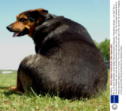 Pie, a 15-stone Rottweiler, at the Ardley Rescue Kennels in Bicester, Oxfordshire, Britain - Jun 2007