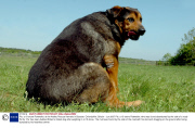 Pie, a 15-stone Rottweiler, at the Ardley Rescue Kennels in Bicester, Oxfordshire, Britain - Jun 2007