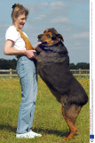 Pie, a 15-stone Rottweiler, at the Ardley Rescue Kennels in Bicester, Oxfordshire, Britain - Jun 2007