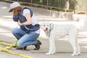 Olivia Wilde Walks her Dog with Son Otis