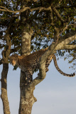 Welshman has close encounter with an inquisitive male leopard, Masai Mara, Kenya - 16 Jan 2014